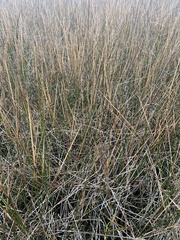 Juncus roemerianus