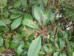 Photinia