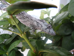 Anolis barbatus