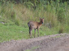 Sylvicapra grimmia hindei