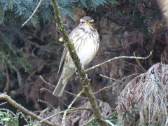 Turdus iliacus