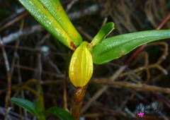 Aglossorrhyncha biflora