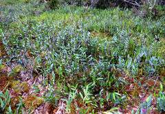 Aglossorrhyncha biflora