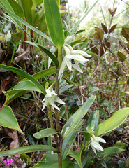 Aglossorrhyncha biflora