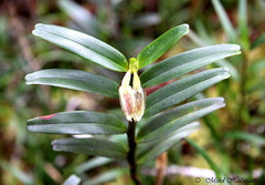 Aglossorrhyncha biflora