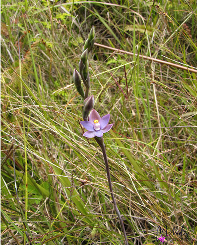Papuan Sun Orchid (Thelymitra papuana)