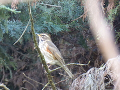 Turdus iliacus