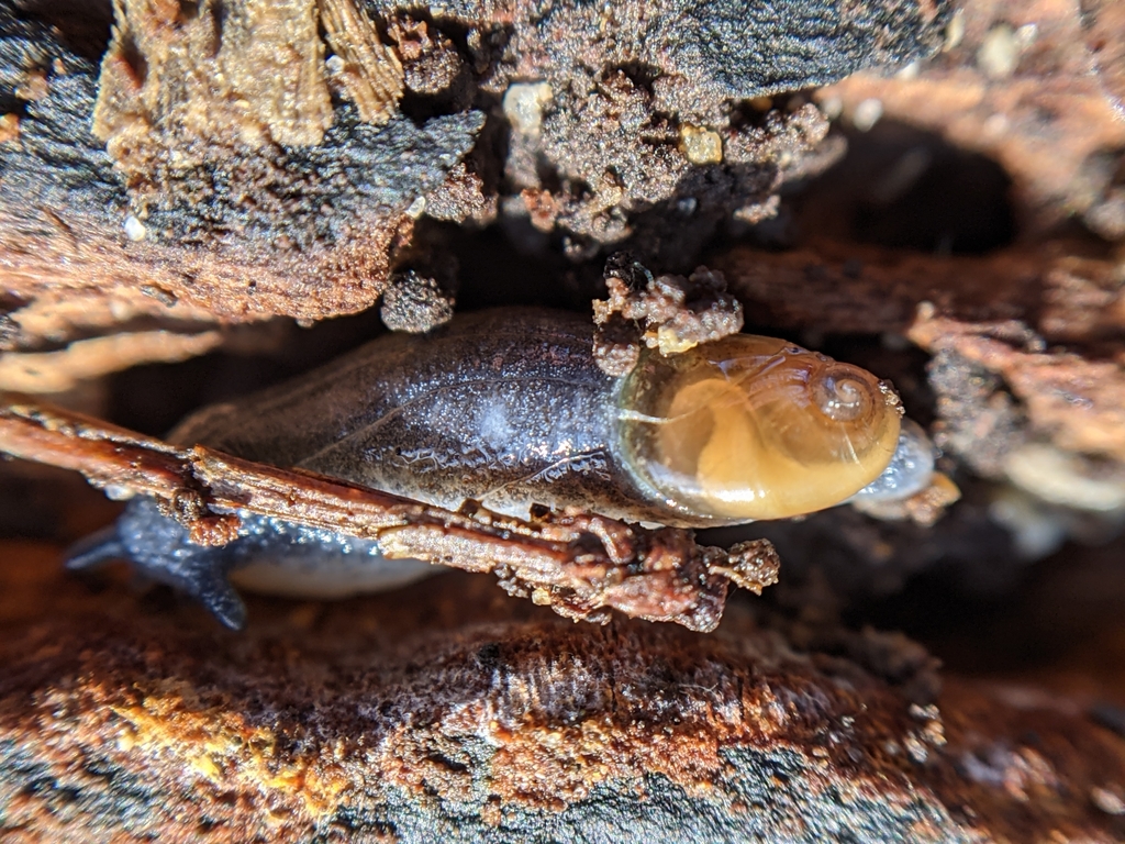 Daudebardia brevipes