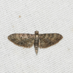 Eupithecia jejunata
