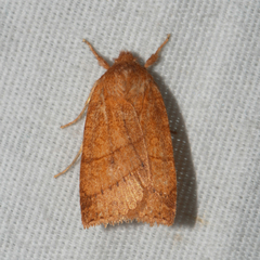 Pyreferra slotteni