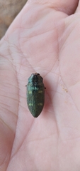 Baudonisia villosiventris