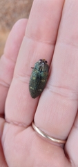Baudonisia villosiventris