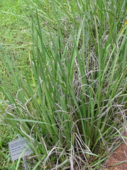 Dietes grandiflora