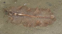 Stylochoidea