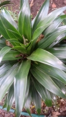 Dracaena fragrans compacta