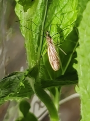 Trichocera major