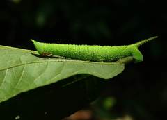Marumba dyras