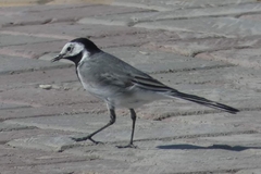 Motacilla alba