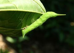 Marumba dyras