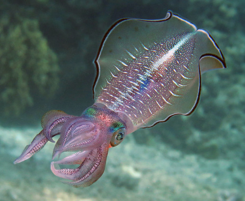 Bigfin Reef Squid