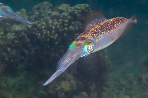 Bigfin Reef Squid
