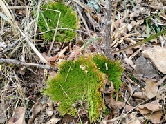 Selaginella pilifera