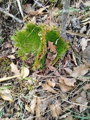Selaginella pilifera