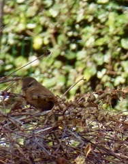 Troglodytes troglodytes