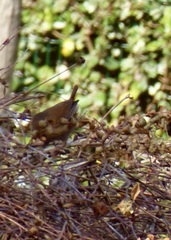 Troglodytes troglodytes