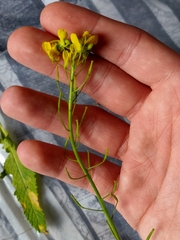 Diplotaxis virgata