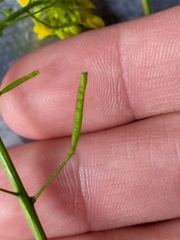 Diplotaxis virgata