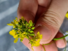 Diplotaxis virgata