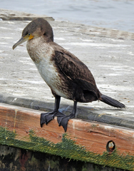 Phalacrocorax carbo