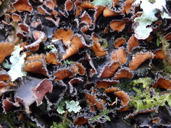 Nephroma tangeriense