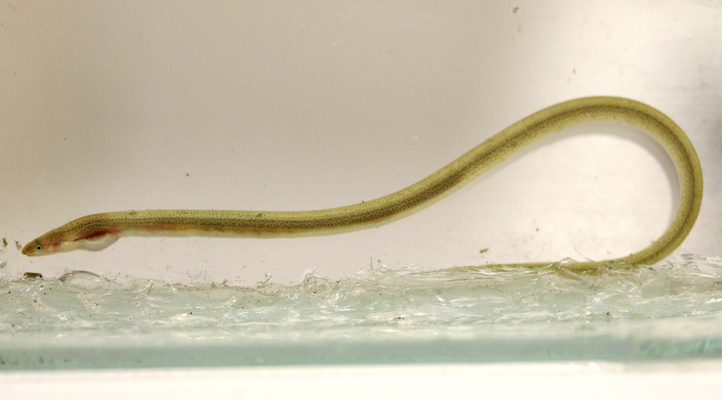 Speckled Worm Eel
