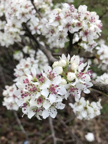 Pyrus calleryana iNat (1)