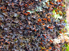 Nephroma tangeriense