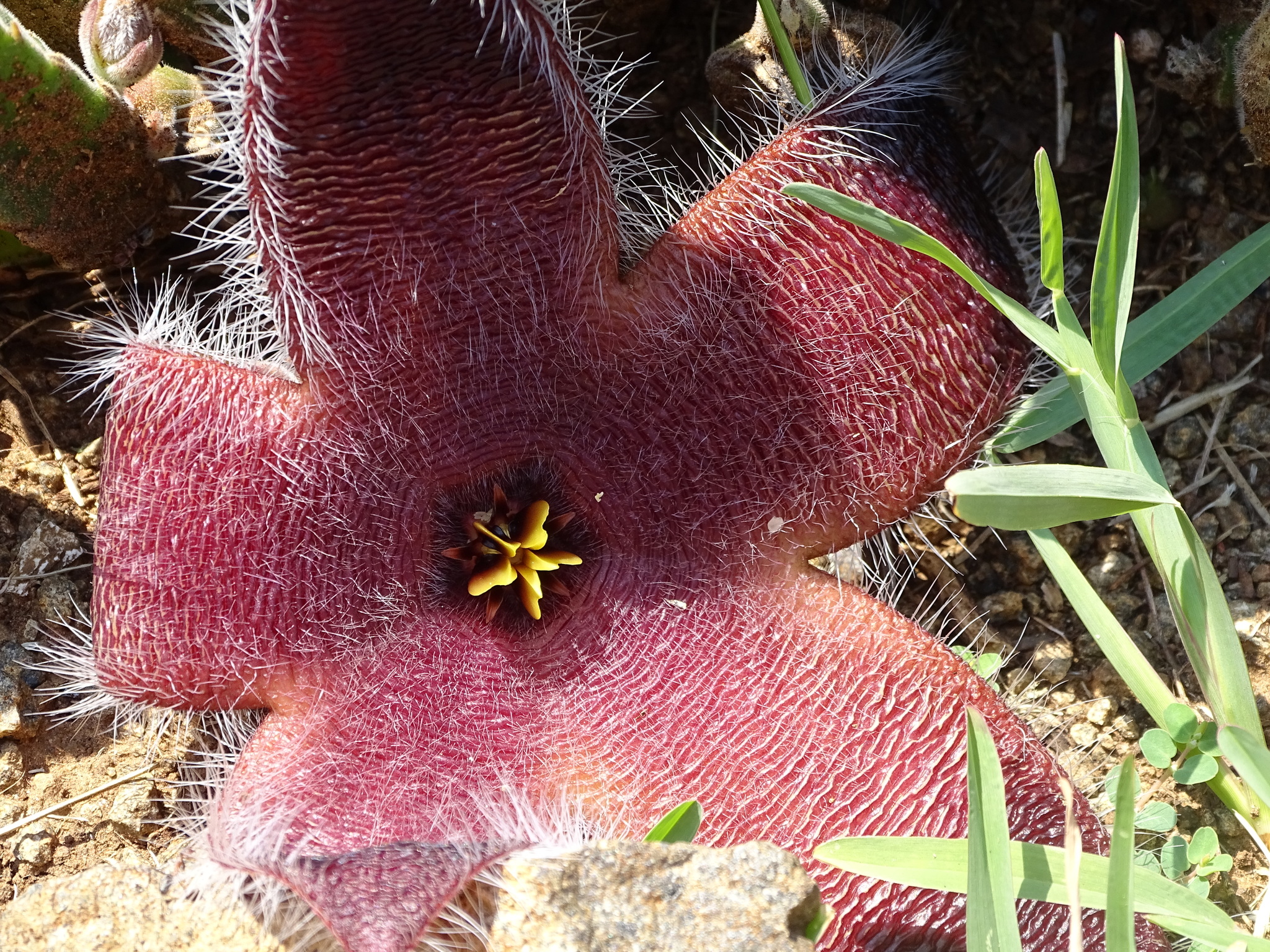 Stapelia grandiflora f. cristata 3