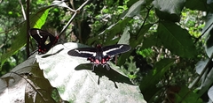 Parides agavus