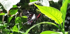 Parides agavus