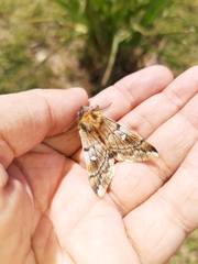 Ormiscodes amphimone