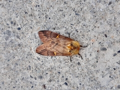 Ormiscodes amphimone