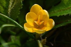 Crocus flavus