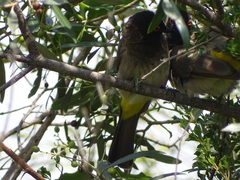 Pycnonotus nigricans superior