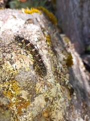 Ormiscodes amphimone