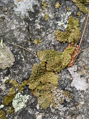 Lasallia pensylvanica