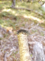 Ormiscodes amphimone