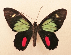 Parides childrenae