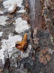 Ormiscodes amphimone