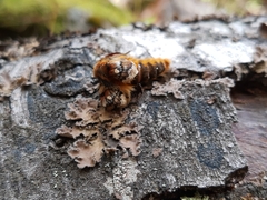 Ormiscodes amphimone